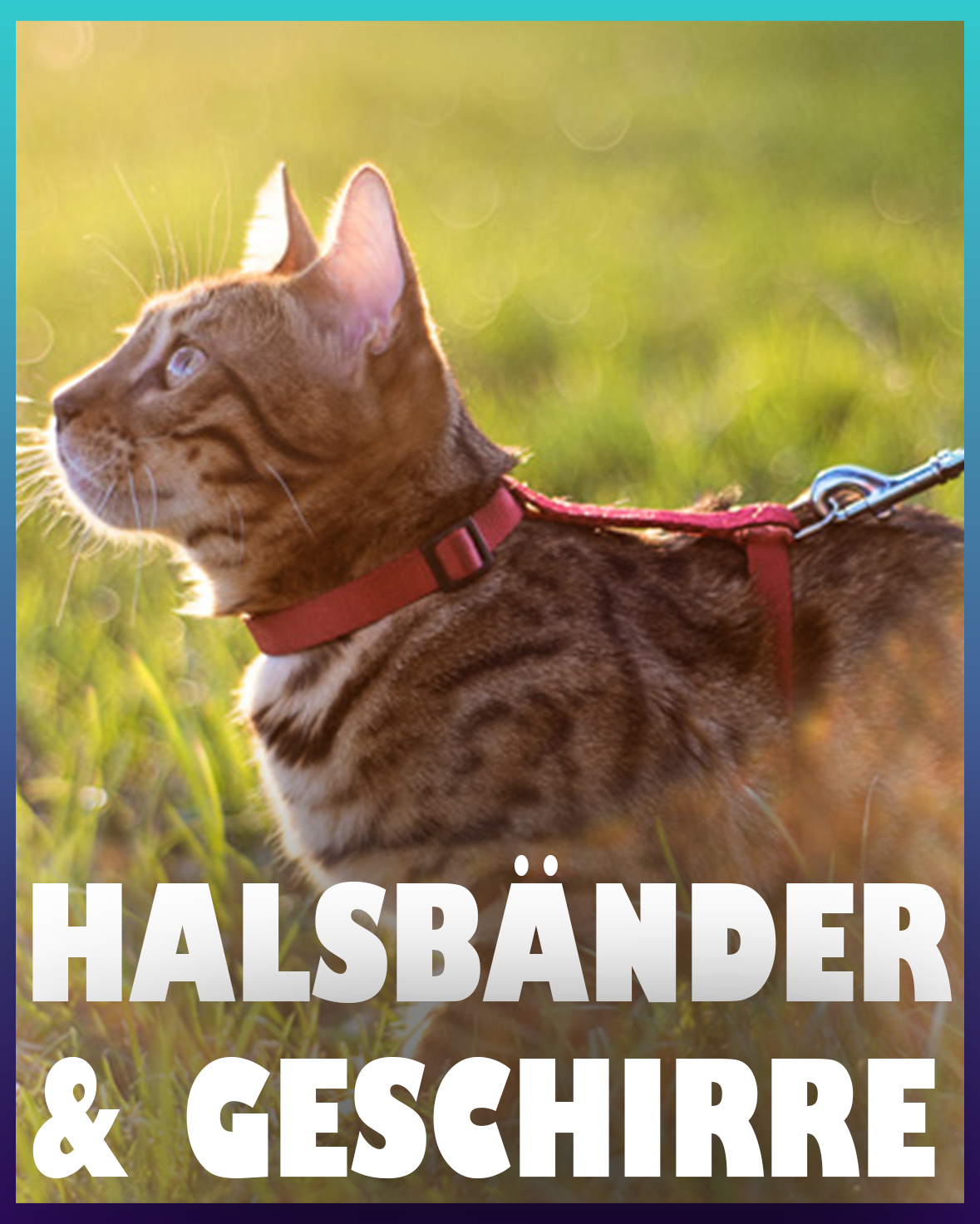 Katzenhalsbänder & Geschirre